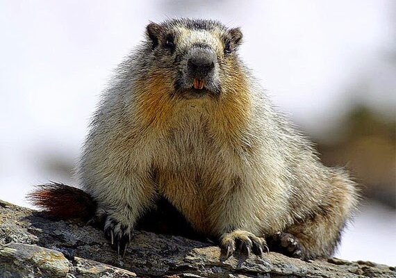 Die Welt der Drehorte: Und täglich grüßt das Murmeltier