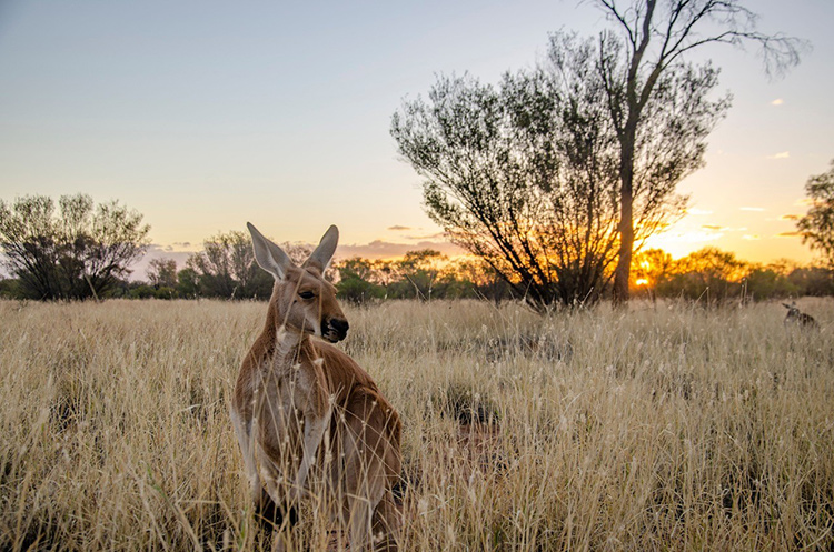 The Kangaroo Sanctuary