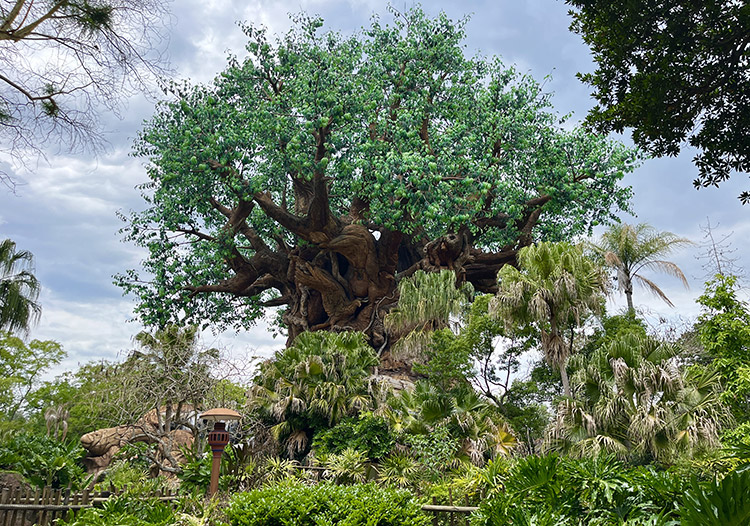 Tree of Life, Animal Kingdom, Walt Disney World